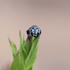 Thyreus caeruleopunctatus at Acton, ACT - 29 Dec 2020