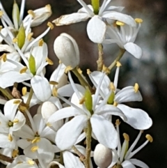 Bursaria spinosa subsp. lasiophylla (Australian Blackthorn) at Cook, ACT - 29 Dec 2020 by drakes