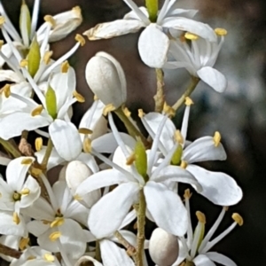 Bursaria spinosa subsp. lasiophylla at Cook, ACT - 30 Dec 2020