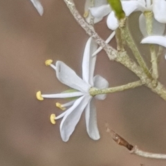 Bursaria spinosa subsp. lasiophylla at Cook, ACT - 30 Dec 2020