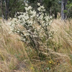 Bursaria spinosa subsp. lasiophylla at Cook, ACT - 30 Dec 2020 09:38 AM