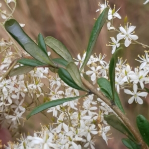 Bursaria spinosa subsp. lasiophylla at Cook, ACT - 30 Dec 2020