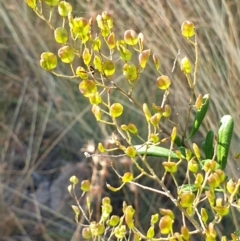 Bursaria spinosa subsp. lasiophylla at Cook, ACT - 30 Dec 2020