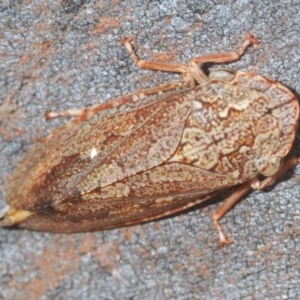 Stenocotis depressa at Acton, ACT - 28 Dec 2020