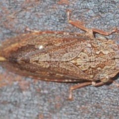 Stenocotis depressa at Acton, ACT - 28 Dec 2020 02:07 PM