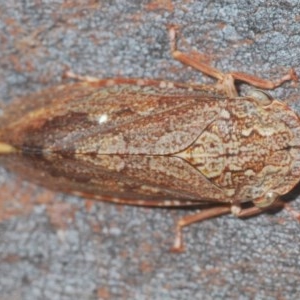 Stenocotis depressa at Acton, ACT - 28 Dec 2020 02:07 PM