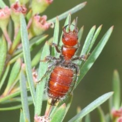 Tiphiidae (family) (Unidentified Smooth flower wasp) at Black Mountain - 28 Dec 2020 by Harrisi