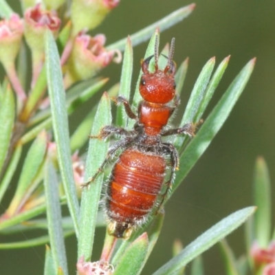 Tiphiidae (family) (Unidentified Smooth flower wasp) at Black Mountain - 28 Dec 2020 by Harrisi