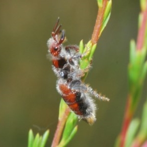 Tiphiidae (family) at Downer, ACT - 28 Dec 2020