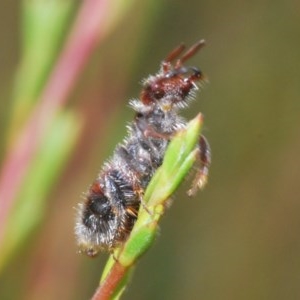 Tiphiidae (family) at Downer, ACT - 28 Dec 2020