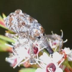 Orthorhinus cylindrirostris (Elephant Weevil) at Black Mountain - 28 Dec 2020 by Harrisi