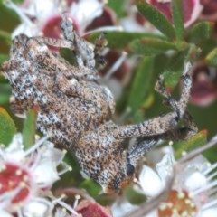 Orthorhinus cylindrirostris at Downer, ACT - 28 Dec 2020