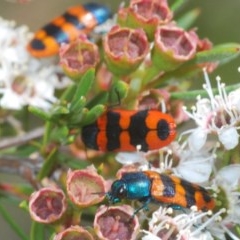 Castiarina crenata (Jewel beetle) at Downer, ACT - 28 Dec 2020 by Harrisi