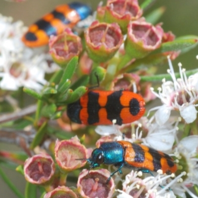 Castiarina crenata (Jewel beetle) at Black Mountain - 28 Dec 2020 by Harrisi