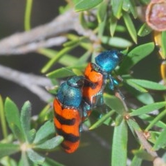 Castiarina crenata at Downer, ACT - 28 Dec 2020