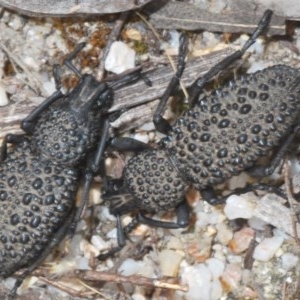 Talaurinus typicus at Cotter River, ACT - 28 Dec 2020