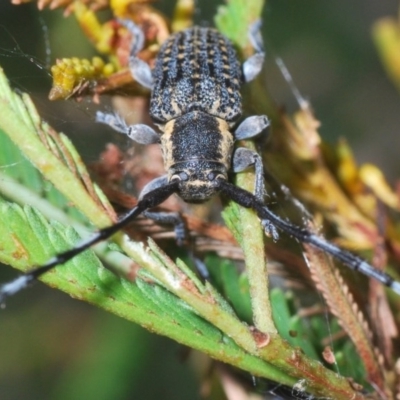 Ancita marginicollis (A longhorn beetle) at Stromlo, ACT - 28 Dec 2020 by Harrisi
