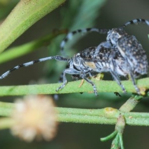 Ancita marginicollis at Stromlo, ACT - 28 Dec 2020