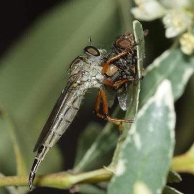 Cerdistus sp. (genus) (Yellow Slender Robber Fly) at ANBG - 29 Dec 2020 by TimL