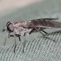 Dasybasis sp. (genus) (A march fly) at Acton, ACT - 29 Dec 2020 by TimL