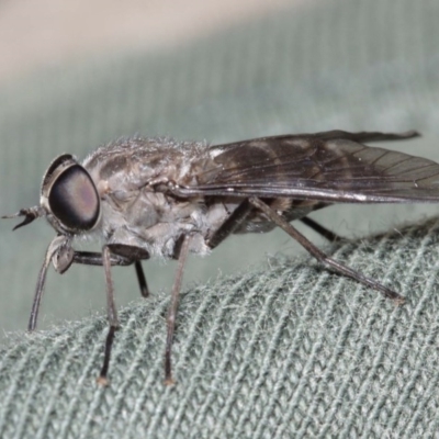 Dasybasis sp. (genus) (A march fly) at ANBG - 29 Dec 2020 by TimL