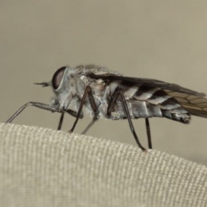 Dasybasis sp. (genus) at Acton, ACT - 29 Dec 2020 02:42 PM