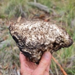 Laetiporus portentosus (White Punk) at Downer, ACT - 25 Dec 2020 by sbittinger