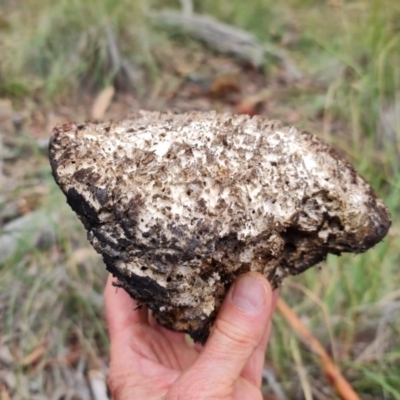 Laetiporus portentosus (White Punk) at Mount Majura - 25 Dec 2020 by sbittinger