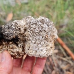 Laetiporus portentosus at Downer, ACT - 25 Dec 2020 11:21 AM