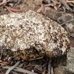 Laetiporus portentosus at Downer, ACT - 25 Dec 2020