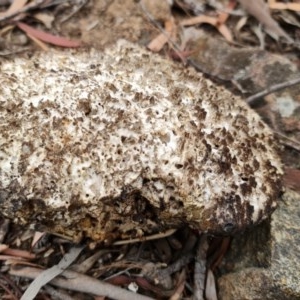 Laetiporus portentosus at Downer, ACT - 25 Dec 2020