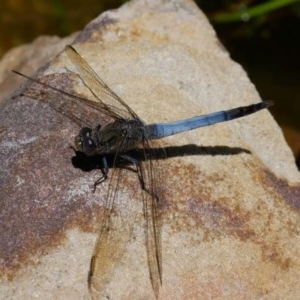 Orthetrum caledonicum at Pearce, ACT - suppressed