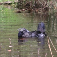 Biziura lobata (Musk Duck) at Tidbinbilla Nature Reserve - 30 Dec 2020 by Rixon