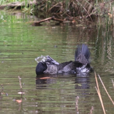 Biziura lobata (Musk Duck) at Paddys River, ACT - 30 Dec 2020 by Rixon