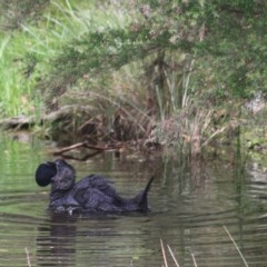 Biziura lobata at Paddys River, ACT - 30 Dec 2020