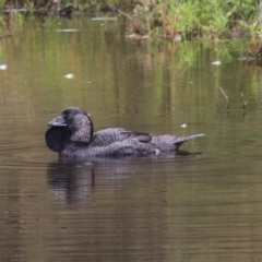 Biziura lobata at Paddys River, ACT - 30 Dec 2020