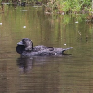 Biziura lobata at Paddys River, ACT - 30 Dec 2020