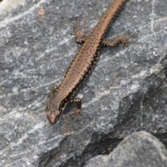 Eulamprus heatwolei (Yellow-bellied Water Skink) at Tidbinbilla Nature Reserve - 30 Dec 2020 by Rixon