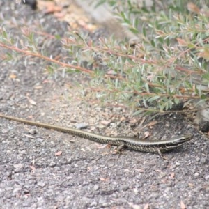 Eulamprus heatwolei at Paddys River, ACT - 30 Dec 2020