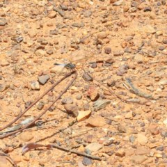 Orthetrum caledonicum (Blue Skimmer) at Dryandra St Woodland - 30 Dec 2020 by ConBoekel