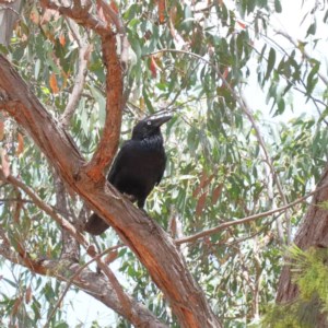 Corvus coronoides at O'Connor, ACT - 30 Dec 2020