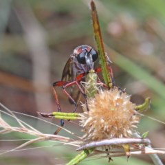 Neosaropogon sp. (genus) (A robber fly) at O'Connor, ACT - 30 Dec 2020 by ConBoekel