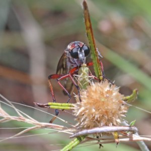 Neosaropogon sp. (genus) at O'Connor, ACT - 30 Dec 2020