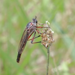 Neosaropogon sp. (genus) at O'Connor, ACT - 30 Dec 2020