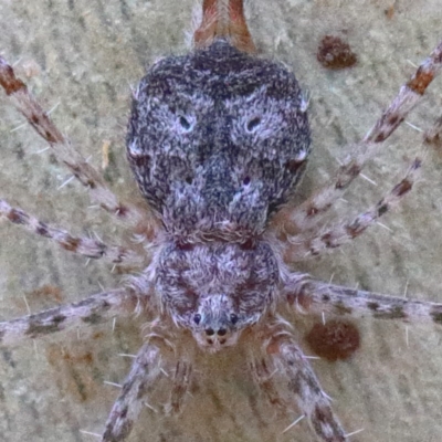 Tamopsis sp. (genus) (Two-tailed spider) at Dryandra St Woodland - 30 Dec 2020 by ConBoekel