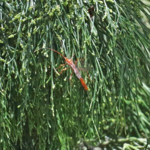 Ichneumonidae (family) at O'Connor, ACT - 30 Dec 2020