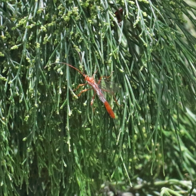 Ichneumonidae (family) (Unidentified ichneumon wasp) at O'Connor, ACT - 30 Dec 2020 by ConBoekel