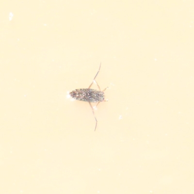 Notonectidae (family) (Backswimmer) at O'Connor, ACT - 30 Dec 2020 by ConBoekel