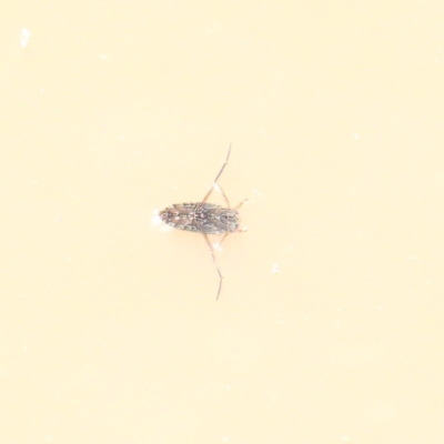 Notonectidae (family) (Backswimmer) at Dryandra St Woodland - 30 Dec 2020 by ConBoekel