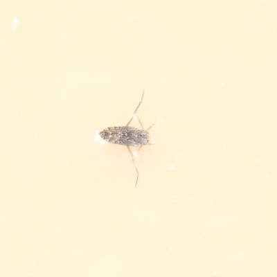 Notonectidae (family) (Backswimmer) at O'Connor, ACT - 30 Dec 2020 by ConBoekel